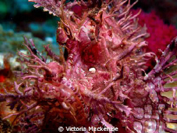 Lacy scorpion fish, my first one!! by Victoria Mackenzie 